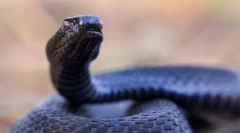 Гадюк николски